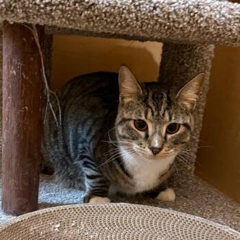 Valentine -  Domestic Short Hair Cat for Adoption in Kansas City, Missouri - Valentine | PetCurious