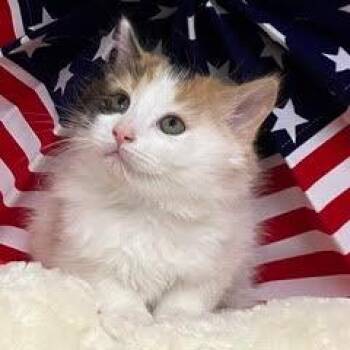 Calico Cats Available for Adoption in Green Valley, Arizona - Cinderella | PetCurious