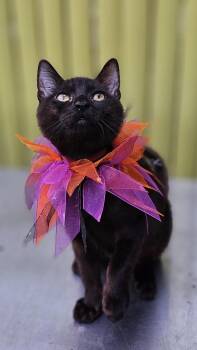 Rescue Domestic Short Hair Cats for Adoption in New York, New York - Figueroa | PetCurious