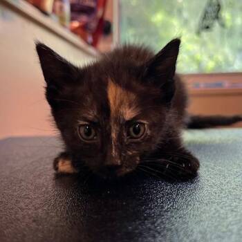 Zeniba -  Domestic Short Hair Cat for Adoption in Lake Panasoffkee, Florida - Zeniba | PetCurious