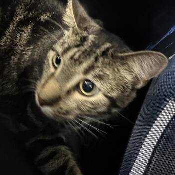 Mimi -- Bonded Buddy With Mickey -  Domestic Short Hair Cat for Adoption in Des Moines, Iowa - Mimi -- Bonded Buddy With Mickey | PetCurious