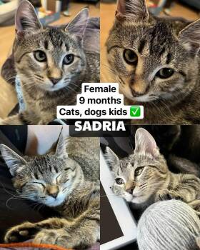 Tabby Cats Available for Adoption - Sadria | PetCurious