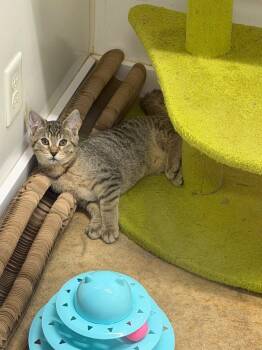 Domestic Short Hair Cats Available for Adoption in Lancaster, Pennsylvania - Miss Wobbles | PetCurious