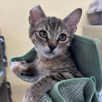 Tiger -  Domestic Short Hair Cat for Adoption in West Palm Beach, Florida - Tiger | PetCurious