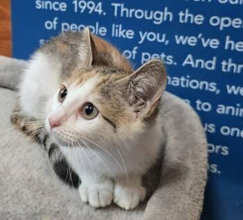 Celina -  Domestic Short Hair Cat for Adoption in Rowlett, Texas - Celina | PetCurious