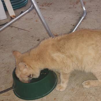 Buddy - FOUND -St. Charles -  American Shorthair Cat for Adoption in Rochester, Minnesota - Buddy - FOUND -St. Charles | PetCurious