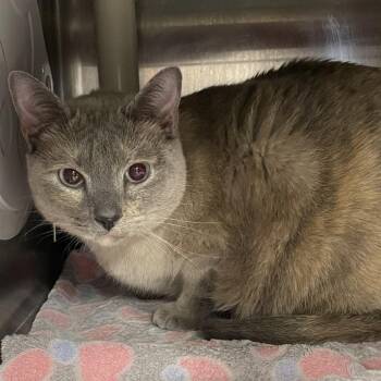 Losira -  Domestic Short Hair Cat for Adoption in Salt Lake City, Utah - Losira | PetCurious