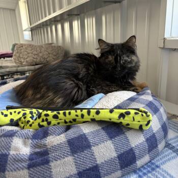 Persephone -  Tortoiseshell Cat for Adoption in Big Rapids, Michigan - Persephone | PetCurious