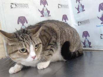 PRECIOUS -  Domestic Short Hair Cat for Adoption in Orlando, Florida - PRECIOUS | PetCurious