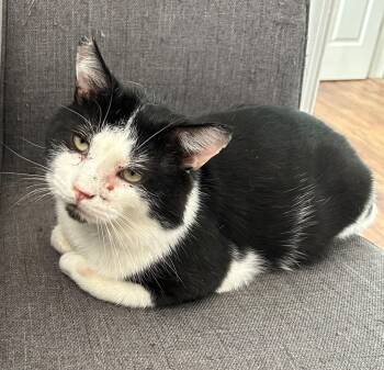 Rescue Domestic Short Hair Cats for Adoption in Cumming, Georgia - Oreo Cookie | PetCurious