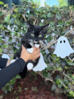 Fish -  Tuxedo Cat for Adoption in South El Monte, California - Fish | PetCurious