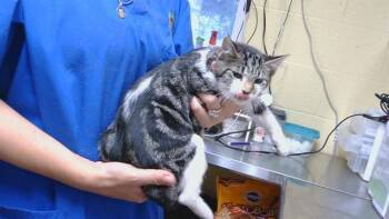 SPACE COWGIRL -  Domestic Short Hair Cat for Adoption in Cookeville, Tennessee - SPACE COWGIRL | PetCurious
