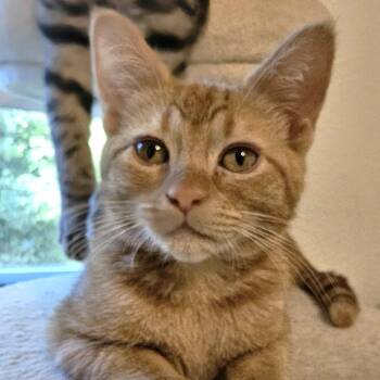 Daphne - Unusual Orange Kitten Girl -  Tabby Cat for Adoption in Hoquiam, Washington - Daphne - Unusual Orange Kitten Girl | PetCurious