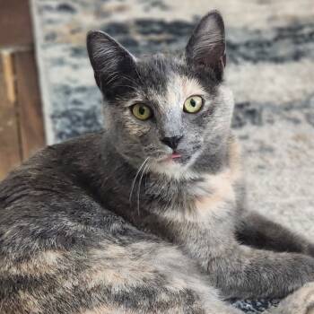 Rescue Domestic Short Hair Cats for Adoption in Mount Laurel Township, New Jersey - Nellie | PetCurious