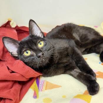 Victoria -  Domestic Long Hair Cat for Adoption in Los Angeles, California - Victoria | PetCurious