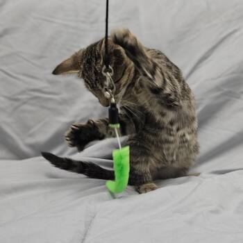Bugs Bunny -  Domestic Medium Hair Cat for Adoption in Monticello, Iowa - Bugs Bunny | PetCurious