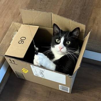 Rescue Tuxedo Cats for Adoption in Minneapolis, Minnesota - Oreo | PetCurious