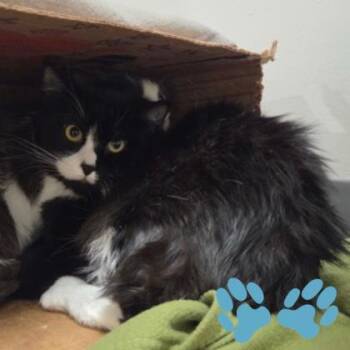 Tux -  Domestic Medium Hair Cat for Adoption in Sacramento, California - Tux | PetCurious