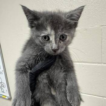 Salami -  Domestic Short Hair Cat for Adoption in Reno, Nevada - Salami | PetCurious