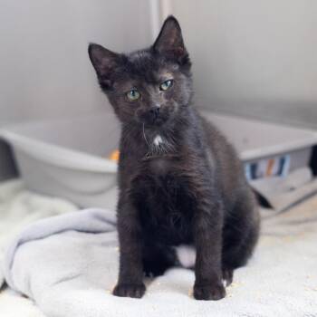 Annabeth -  Domestic Short Hair Cat for Adoption - Annabeth | PetCurious