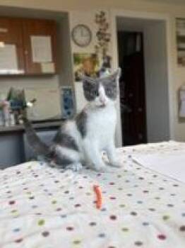 Fern -  Domestic Short Hair Cat for Adoption in Potsdam, New York - Fern | PetCurious