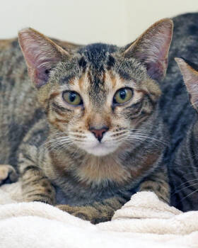 Rescue Domestic Short Hair Cats for Adoption in Novato, California - Rosie | PetCurious