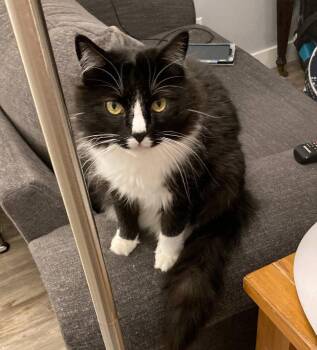 Tuxedo and Domestic Short Hair Cats Available for Adoption in Hillsboro, Oregon - MILTON #1867 - Offered By Owner - Senior Tux | PetCurious