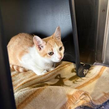 Udon -  Domestic Short Hair Cat for Adoption in Spokane, Washington - Udon | PetCurious