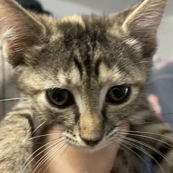 Rain -  Domestic Short Hair Cat for Adoption in Port Charlotte, Florida - Rain | PetCurious