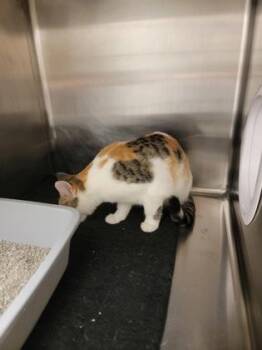Lisa -  Domestic Short Hair Cat for Adoption in Fergus Falls, Minnesota - Lisa | PetCurious