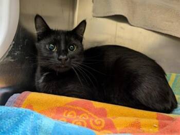 Domestic Short Hair Cats Available for Adoption in Westland, Michigan - Empress | PetCurious