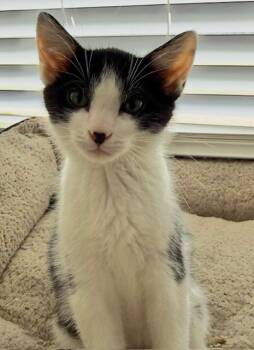 Koda -  Domestic Short Hair Cat for Adoption in Oberlin, Ohio - Koda | PetCurious