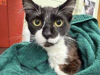 Dr. Seuss -  Domestic Short Hair Cat for Adoption in Gainesville, Florida - Dr. Seuss | PetCurious