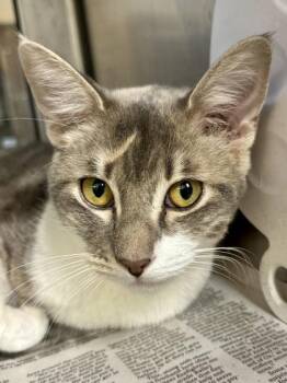 Guppy -  Domestic Short Hair Cat for Adoption in Wichita, Kansas - Guppy | PetCurious