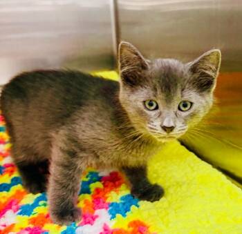 Domestic Short Hair Cats Available for Adoption - Wolverine (Petsmart) | PetCurious