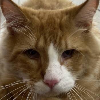 Wookie -  Domestic Long Hair Cat for Adoption in Lemoyne, Pennsylvania - Wookie | PetCurious