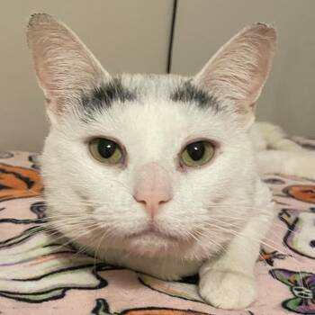 Domestic Short Hair Cats Available for Adoption - Gingerbread | PetCurious