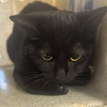 Domestic Short Hair Cats Available for Adoption - Shadow | PetCurious