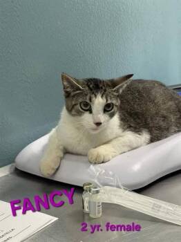 FANCY -  Domestic Short Hair Cat for Adoption in Holbrook, New York - FANCY | PetCurious