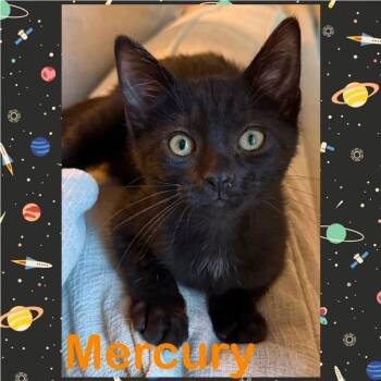 Mercury -  Domestic Short Hair Cat for Adoption in Orangevale, California - Mercury | PetCurious