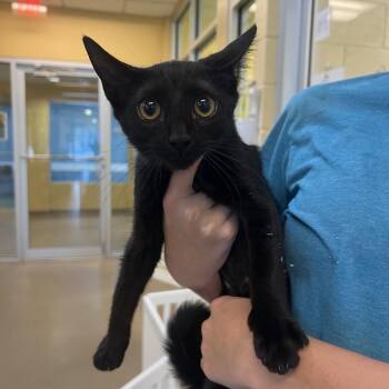 Hazel -  Domestic Short Hair Cat for Adoption - Hazel | PetCurious