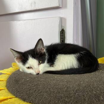Parker -  Domestic Short Hair Cat for Adoption in West Point, Mississippi - Parker | PetCurious