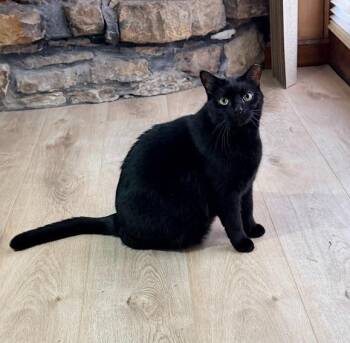 Onyx -  Domestic Short Hair Cat for Adoption in Bloomington, Indiana - Onyx | PetCurious