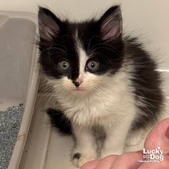 Split -  Domestic Long Hair Cat for Adoption in Washington, District Of Columbia - Split | PetCurious