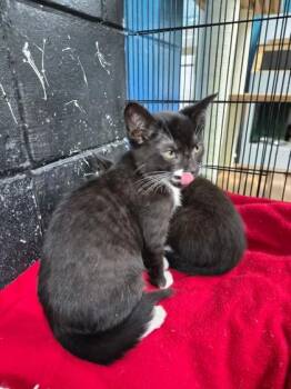 Nebula -  Domestic Short Hair Cat for Adoption in Savannah, Georgia - Nebula | PetCurious