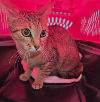 EGYPT -  Domestic Short Hair Cat for Adoption in Houston, Texas - EGYPT | PetCurious