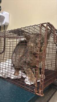 TWINKLE TOES -  Domestic Short Hair Cat for Adoption in Corpus Christi, Texas - TWINKLE TOES | PetCurious