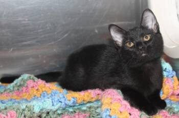 Domestic Short Hair Cats Available for Adoption in Prattville, Alabama - Shadow - 43453 | PetCurious