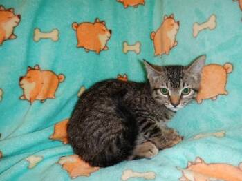 CHAMOY -  Domestic Short Hair Cat for Adoption in San Jose, California - CHAMOY | PetCurious