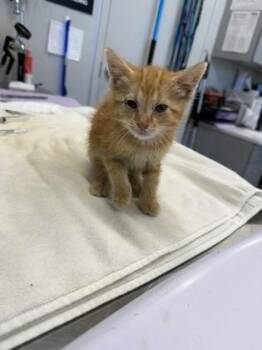 Sophie -  Domestic Short Hair Cat for Adoption in Lafayette, Indiana - Sophie | PetCurious